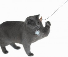 dancing cat toy