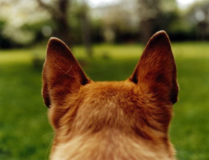 Dog Ear Anatomy