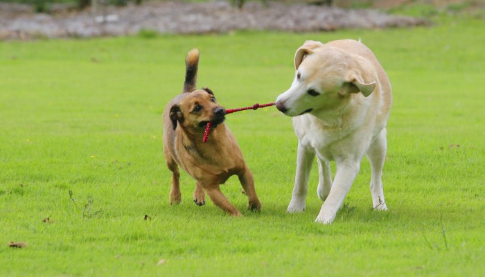 The Best Toys for Your Pooch - Pets Grooming Prices