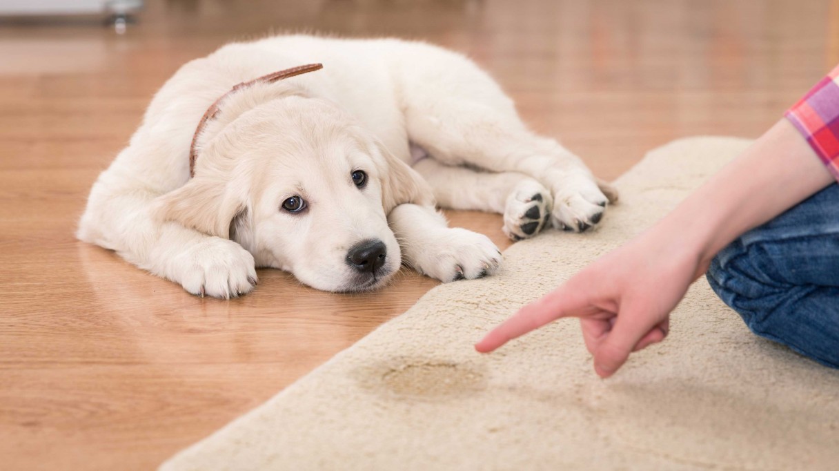 Potty Training Your Puppy Pets Grooming Prices