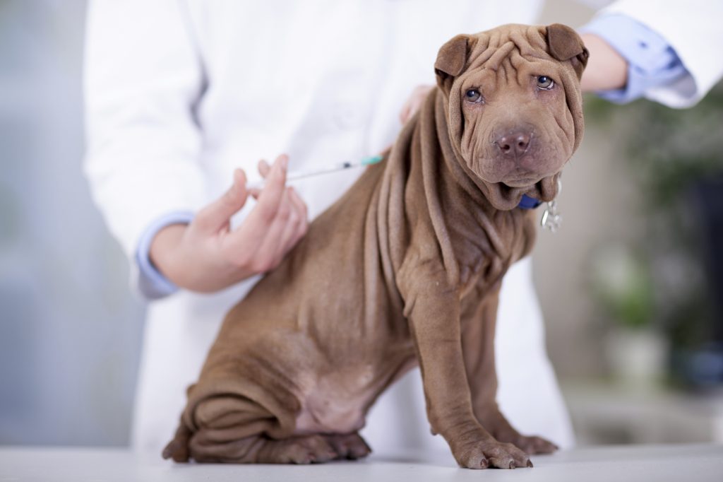 Important Vaccines for Your Dog - Pets Grooming Prices